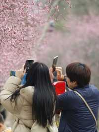 杭州西溪梅花季！朋友圈讚爆嘅隱藏機位公開
