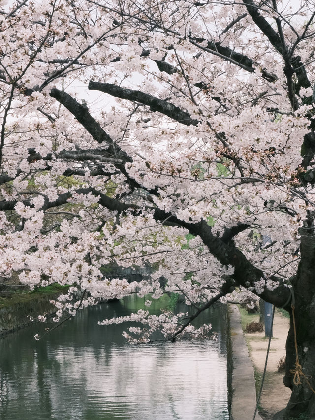 札幌中島公園櫻花暴擊！北海道隱藏賞櫻聖地全攻略
