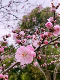 蠡園春日限定|誤入粉色櫻花仙境