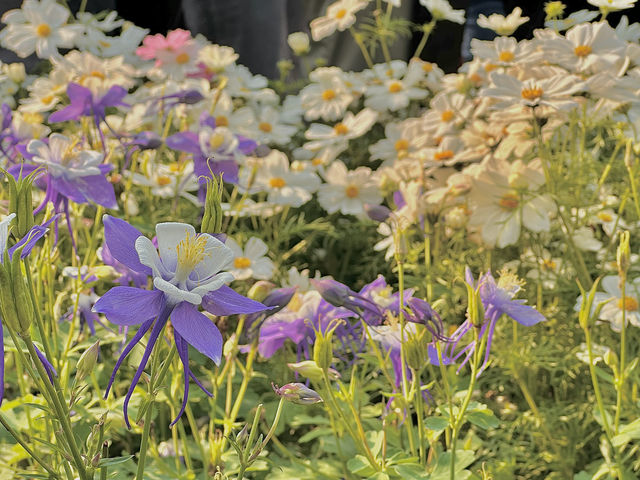 🌷香港花卉展 | 误入現實版莫奈花園