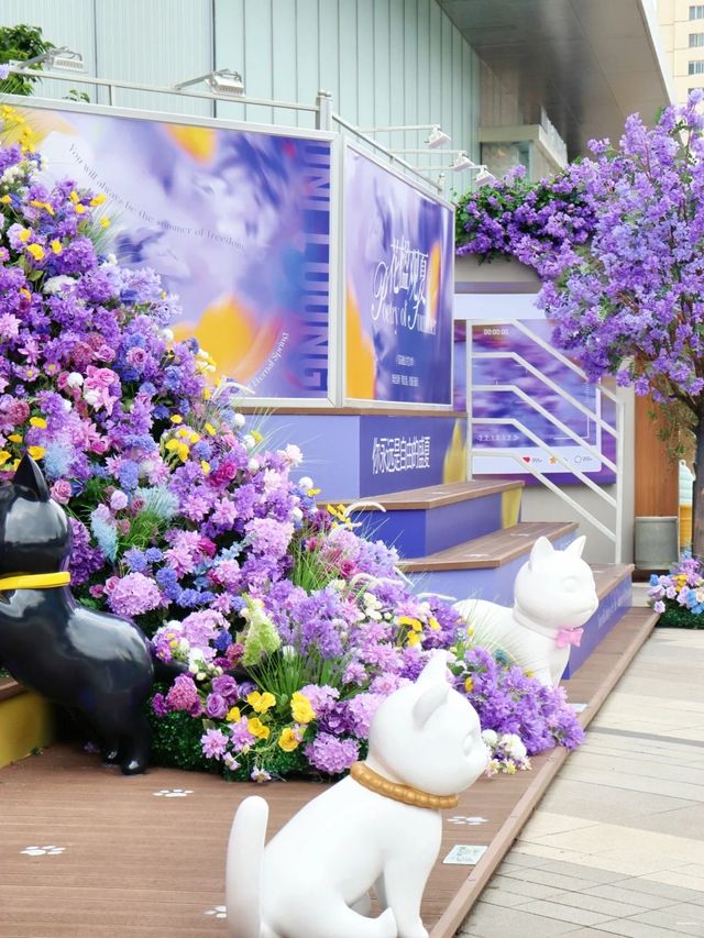 5.1喺昆明一定要影嘅藍花楹