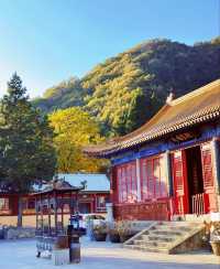 唐山遵化禪林寺古銀杏風景園參觀攻略