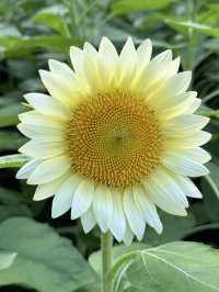 🌻廣州雲台花園 | 邂逅向日葵花海