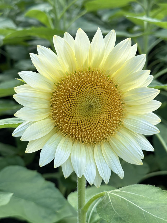 🌻廣州雲台花園 | 邂逅向日葵花海