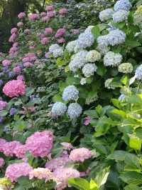 東京6月紫陽花聖地交通全攻略：奔赴限定藍紫色浪漫 