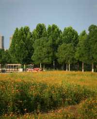 洋湖濕地公園真係靚爆啦！