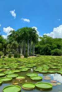 探秘版納中科院植物園：熱帶植物的奇幻王國