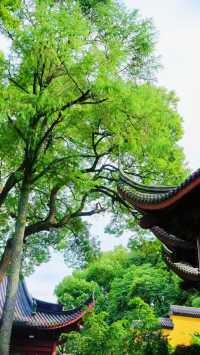《永福禪寺嘅禪意生活體驗如何？》