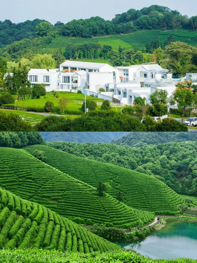 漫步喺茶田秘境裏面包攬成個龍塢，打卡綜藝同款