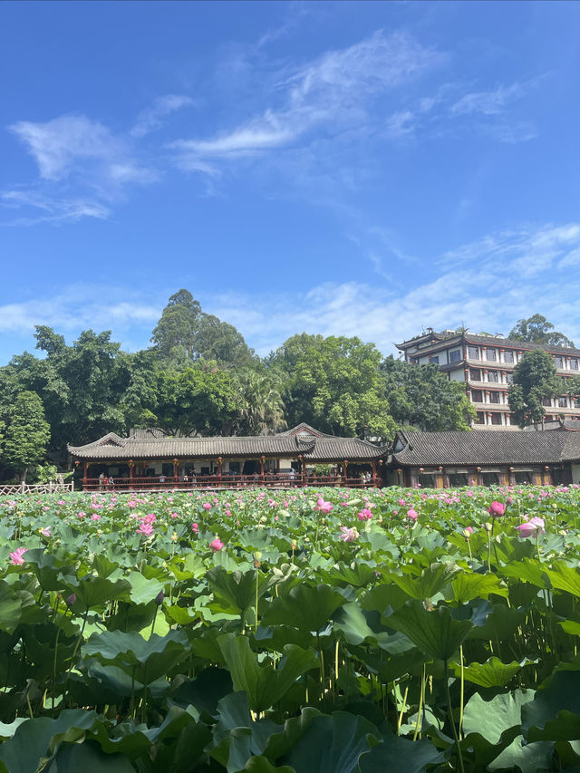 夏日賞荷，感受一份美好與寧靜