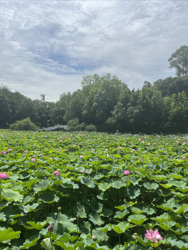 夏日賞荷，感受一份美好與寧靜