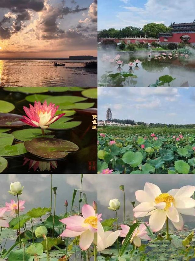 微山湖，以荷花景觀同紅色旅遊資源聞名