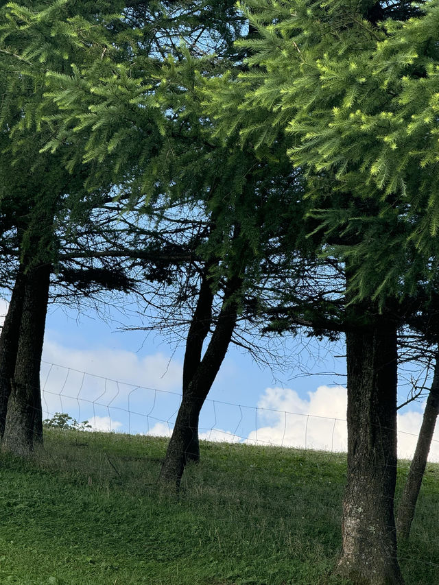 宜昌「小阿勒泰」嘅夏日童話！