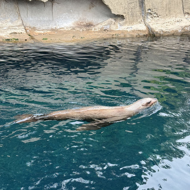 【カナダ バンクーバー】カナダ国内最大級の水族館🦭