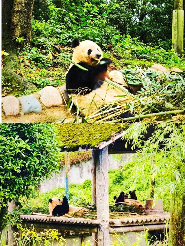 寶貝們快入！超正碧峰峽旅遊攻略嚟啦