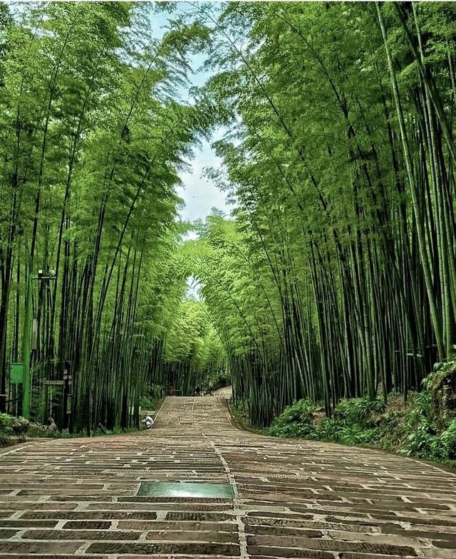 竹海盛景