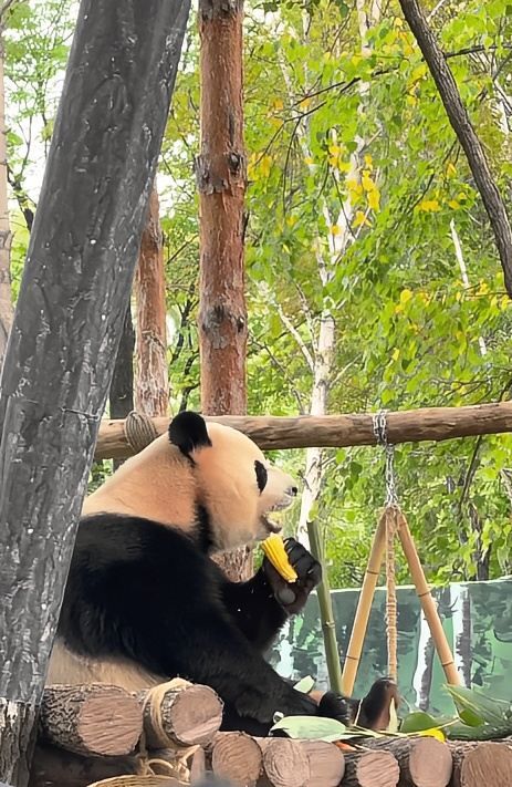 爾濱大熊貓的東北化進程