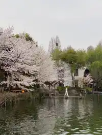 不愧是杭州的next level…夜櫻直接美到封神