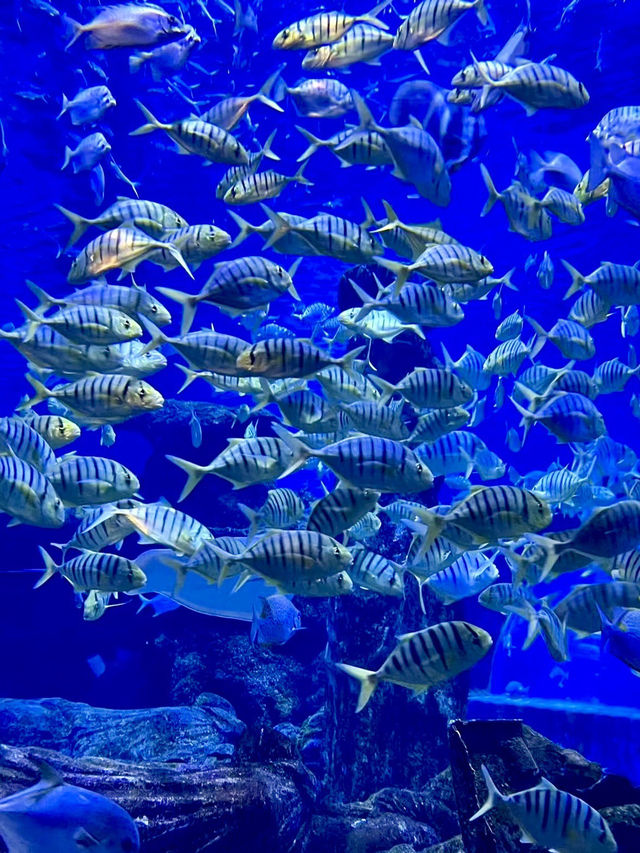 蔚藍的奇幻隧道——新澳海底世界