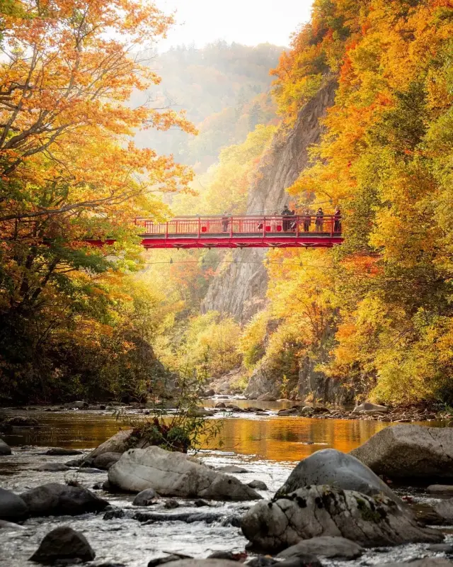 일본 10월 홋카이도: 가을의 색채와 온천의 향연