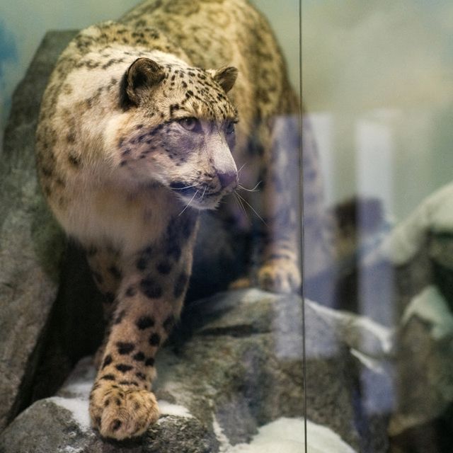 🦌 Helsinki Natural History Museum – Life-Like Animals in Every Corner