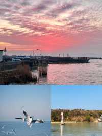 #太湖觀鳥最佳點位出爐  蘇州太湖限定浪漫！海鷗、夕陽、燈塔全攻略  ------  追鷗路