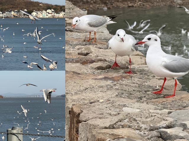 太湖觀鳥終極指南!12個神級地點+觀鳥時間表,錯過等一年 太湖觀鳥終極指南!12個神級地點+觀鳥時間表,錯過等一年