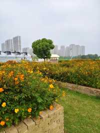 南京江心洲遛娃|真的已經到了next level