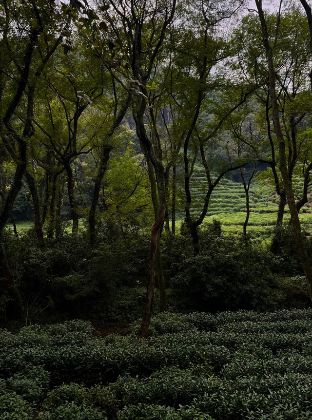 藏在九溪深處的千年禪意：理安寺漫遊記