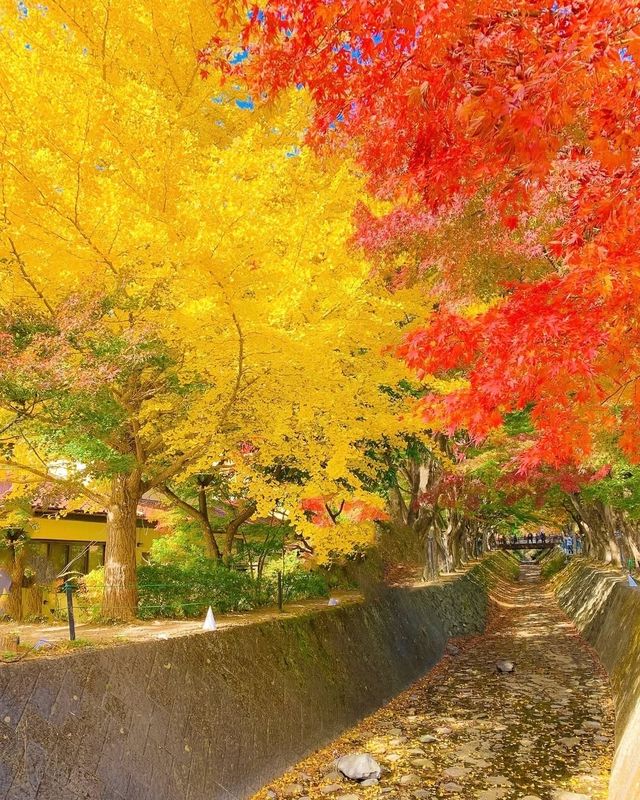 埼玉的北歐秋天！超夢幻姆明主題森林公園