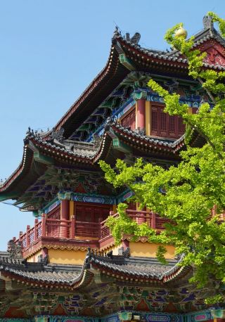 A stunning nationwide century-old ginkgo check-in spot~ Weihai · Wendeng 2-day autumn trip