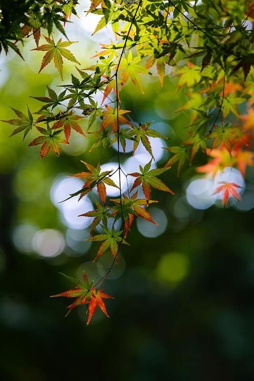 藏在遼東的「楓葉秘境」,老邊溝的秋紅醉了時光 藏在遼東的「楓葉秘境」,老邊溝的秋紅醉了時光