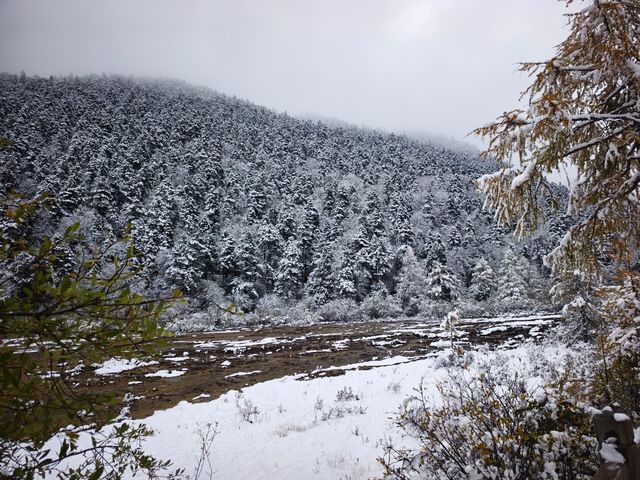 黃龍下雪真的太好看了 黃龍下雪真的太好看了