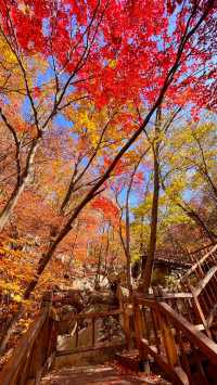 老邊溝楓葉紅了