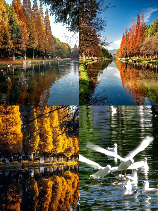 昆明隱藏玩法!海洪濕地2025保姆級攻略 昆明隱藏玩法!海洪濕地2025保姆級攻略