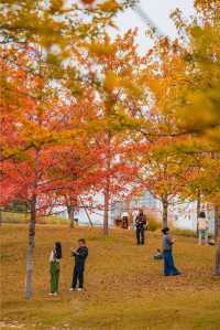 東安湖公園這一處彩林秘境，真的太讓人驚喜了