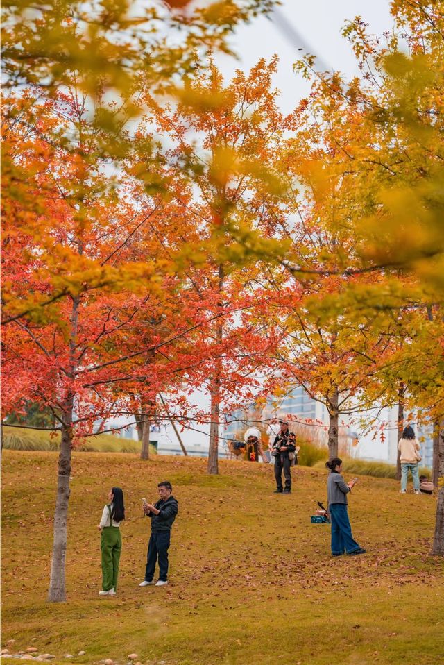 東安湖公園這一處彩林秘境，真的太讓人驚喜了