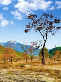 水上紅葉、晨霧牧牛，秋季必打卡的天堂