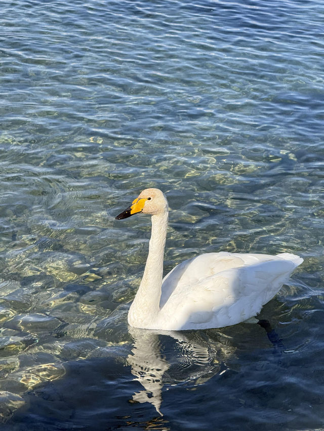 對於在成都忙碌的打工人來說，賽里木湖絕對是讓你暫時逃離都市喧囂、 recharge 能量的完美選擇。