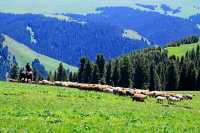 【震撼來襲】新疆喀拉峻景區全攻略!帶你開啟一場絕美的高原