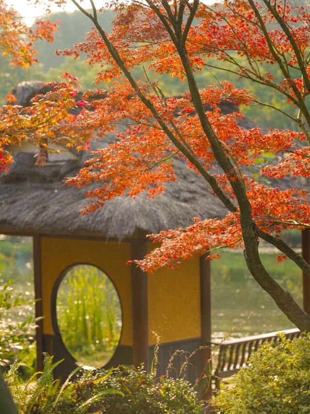 成都秋色指南：銀杏、紅楓與市井煙火交織的浪漫