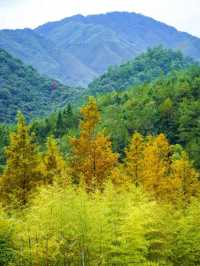 武夷山秋日秘境，美到窒息的旅行攻略