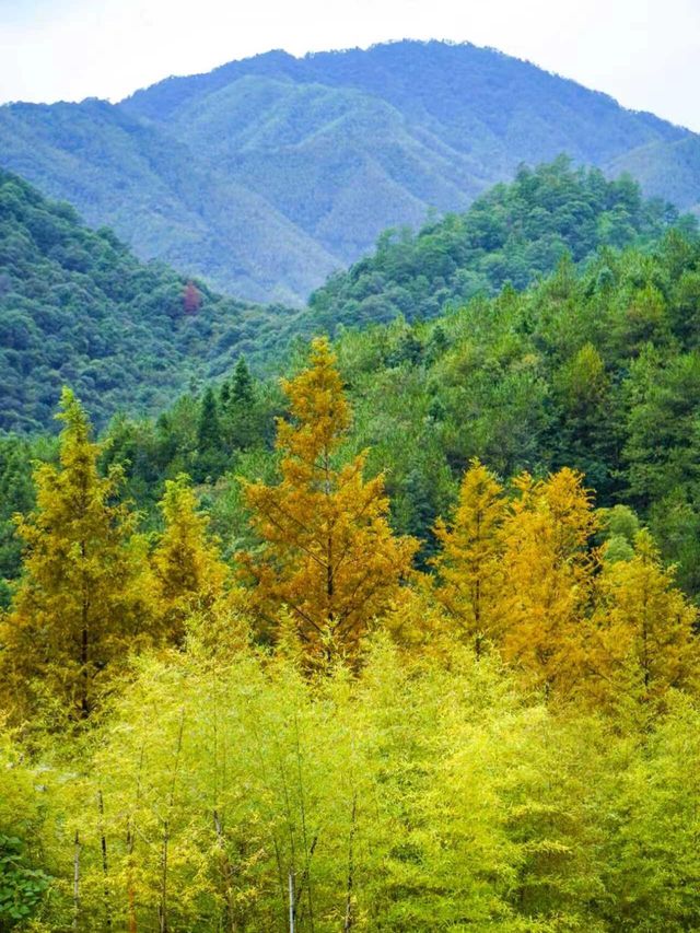武夷山秋日秘境，美到窒息的旅行攻略