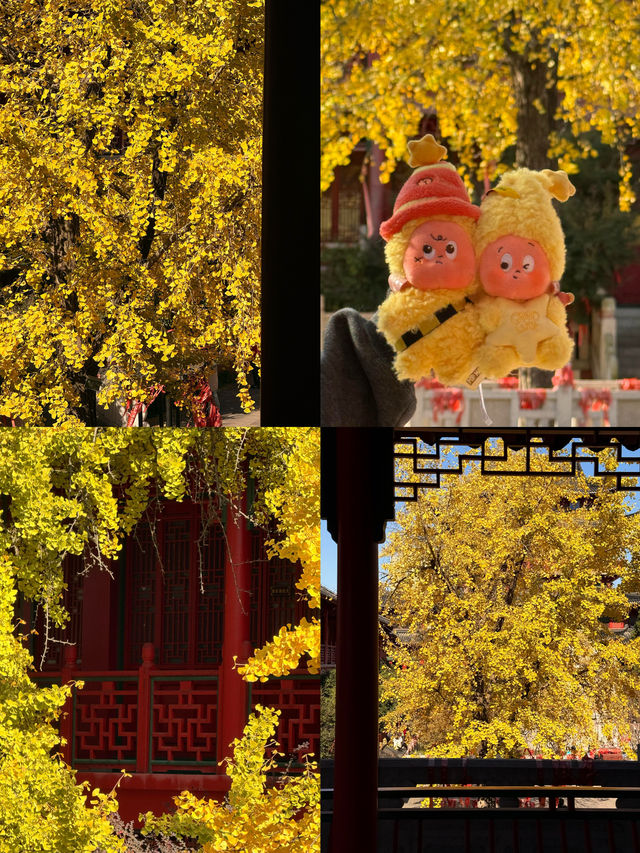 南京銀杏天花板毗盧寺金色風暴美到窒息！