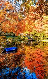 魔都上海的深秋初冬美到窒息徒步拍照聖地機位全公開!