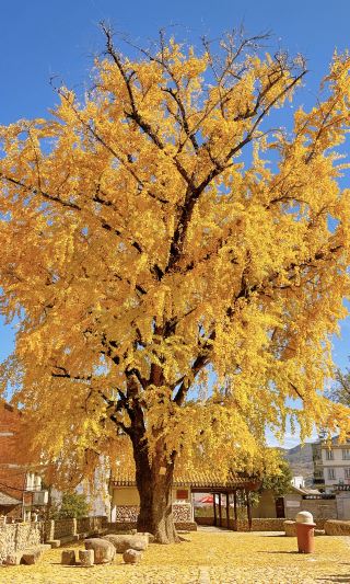 The Stunning Upcoming Autumn and Winter in Wenzhou｜With Locations