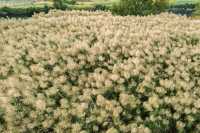 11月桂林深秋漫遊全攻略錯過等一年