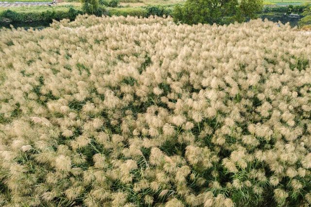 11月桂林深秋漫遊全攻略錯過等一年