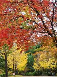 秋霜送君千里遠，月候來年嶺上紅