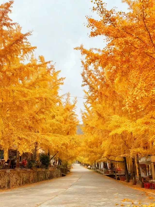 廣東賞秋天花板！南雄2天銀杏+丹霞+溫泉